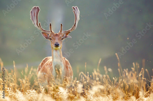Fallow deer buck in summer