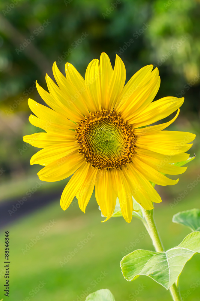 Fototapeta premium Sunflower natural background.