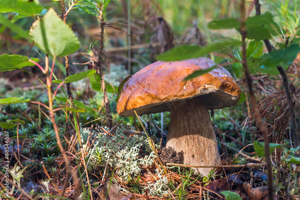 Fototapeta premium Beautiful edible mushroom