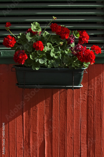 Fototapeta Naklejka Na Ścianę i Meble -  Geranium flower at the window
