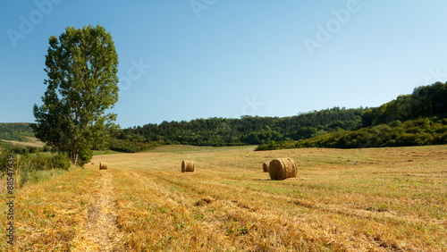 Hay bale on a rural field
