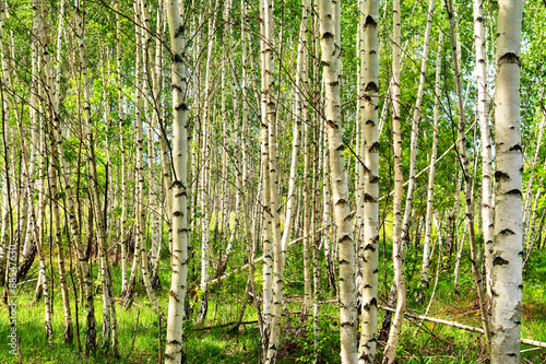 birch