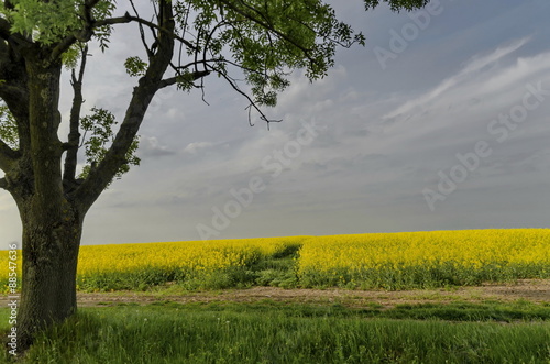 Green tree in the yellow colza field with blue sky  wonderful intense colors  Ludogorie  Bulgaria  