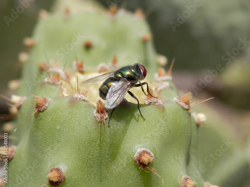 Mosca verde photo