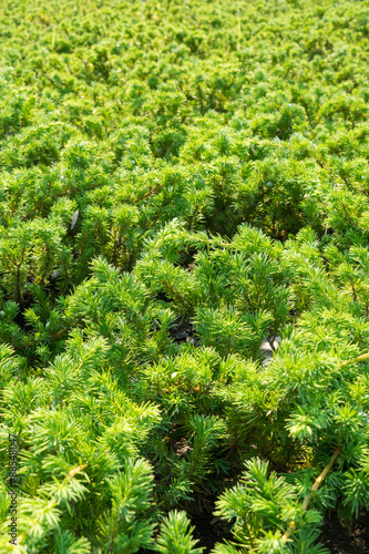 Juniperus conferta var. maritima photo