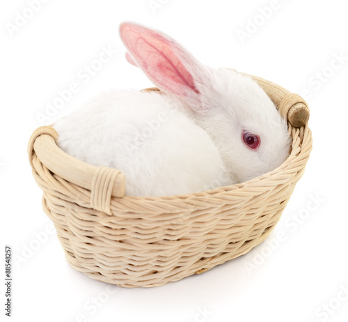 Rabbit in basket