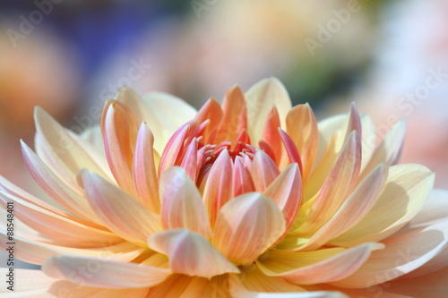 Closeup of a Beautiful Dahlia Flower in Vibrant Colors