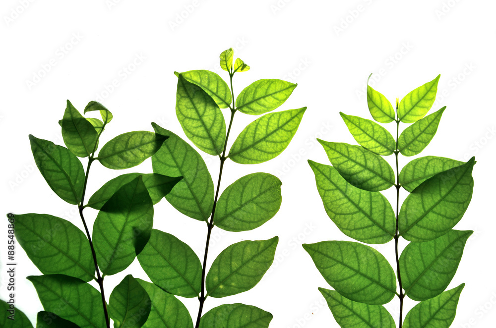 background nature background nature