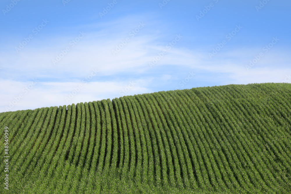 Wheat  fields against blue sky background