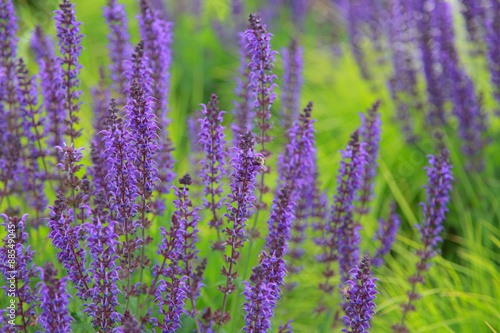 Close up shot of Lavender flowers