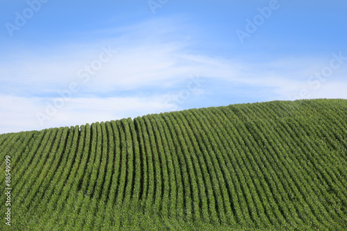 Wheat  fields against blue sky background