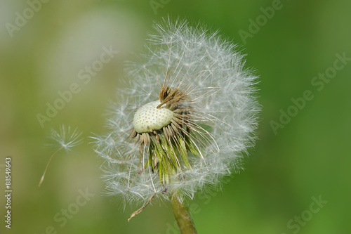 dandelion with leafless seeds
