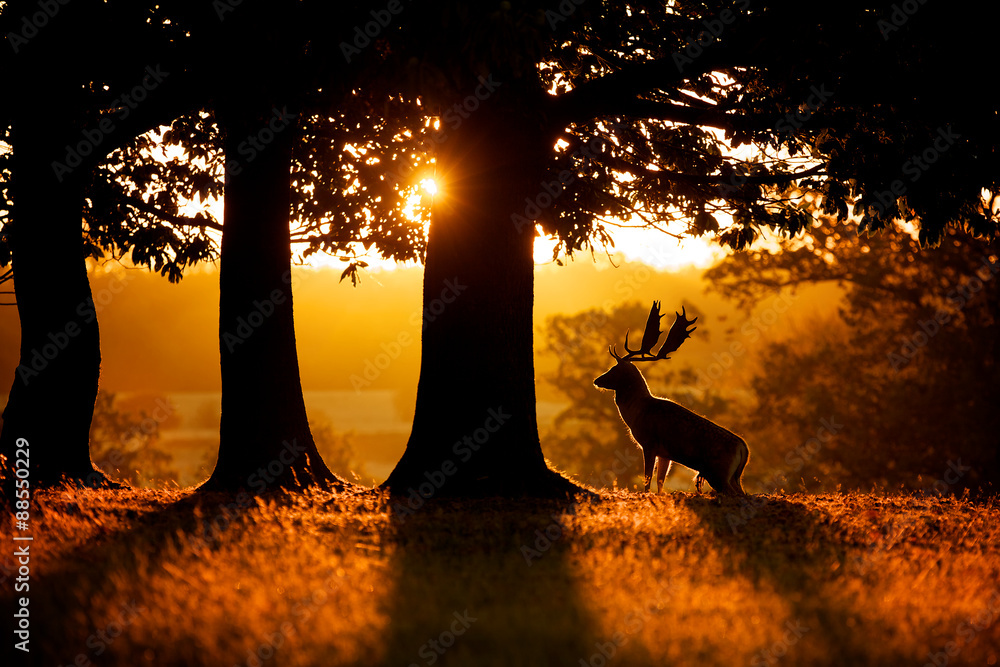 Naklejka premium Sunrise, silhouette of a fallow deer buck