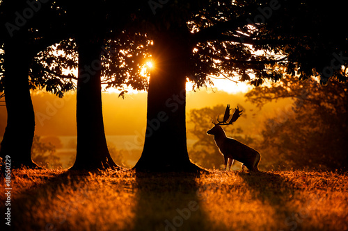 Sunrise, silhouette of a fallow deer buck