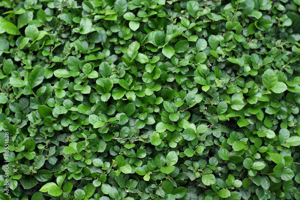 green leaf background. green leaf background.