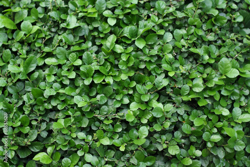 green leaf background.