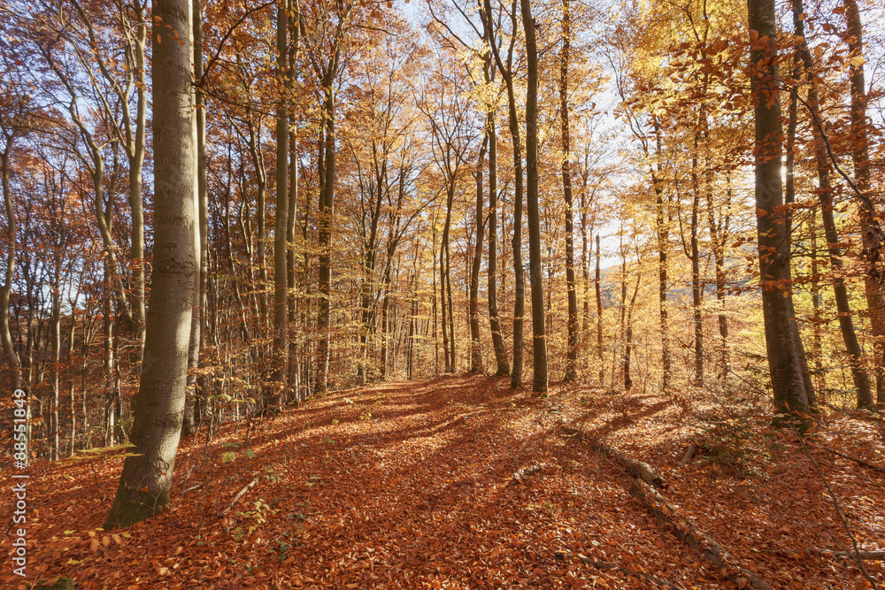 Obraz premium Herbstwald, Herbst, Herbstlaub