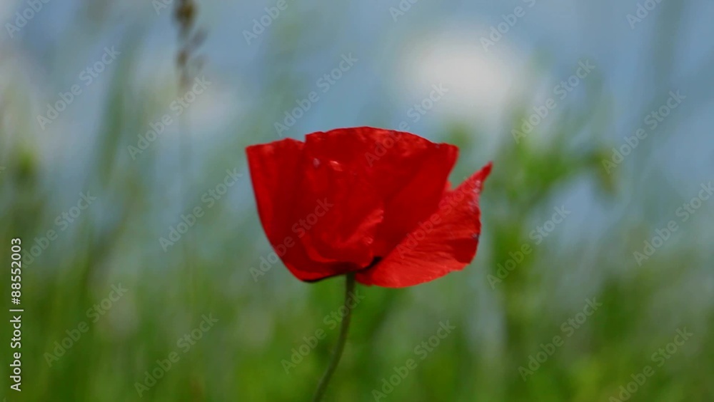 HD 1080 static: poppy flowers waving on strong wind; close up; HD 1080 static: poppy flowers waving on strong wind; close up;
