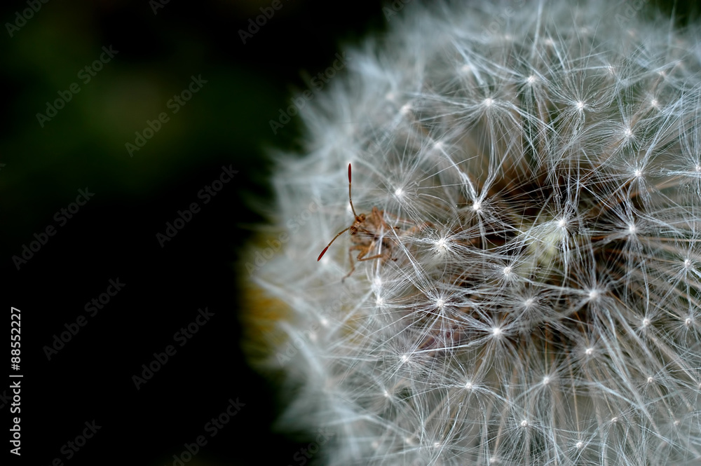 Obraz premium dandelion