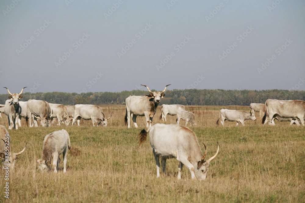 Hungarian gray cattle cows with calves grazing on pasture summer Hungarian gray cattle cows with calves grazing on pasture summer