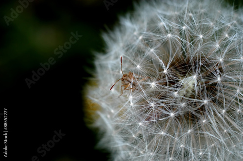 dandelion