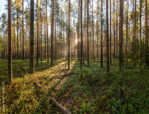 Summer sunrise in the forest