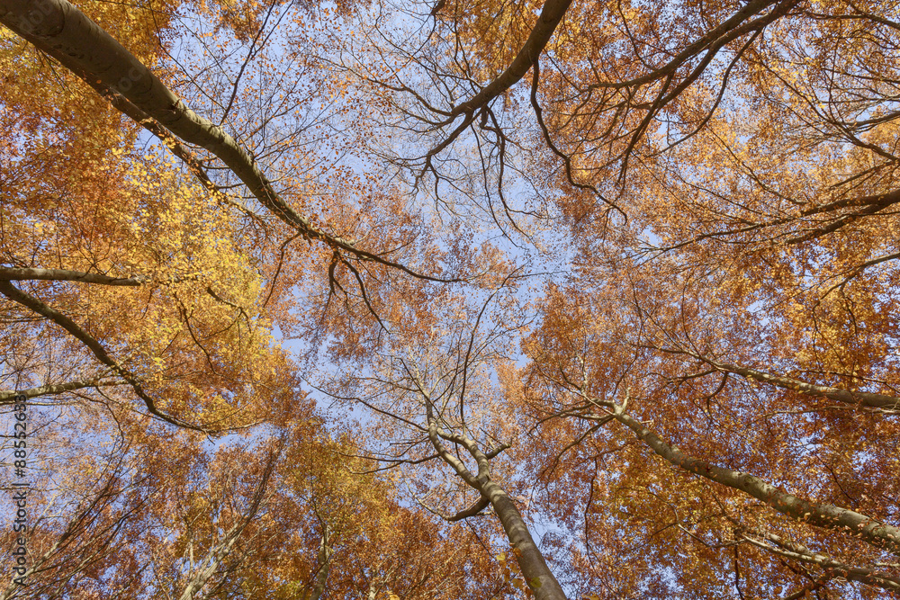 Herbstwald, Herbst, Herbstlaub Herbstwald, Herbst, Herbstlaub