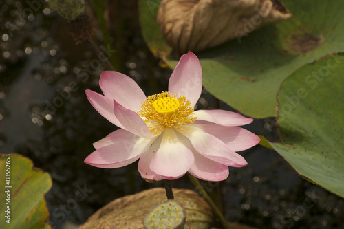 Wallpaper Mural Лотос орехоносный (Nelumbo komarovii, Nelumbo nucifera) Torontodigital.ca