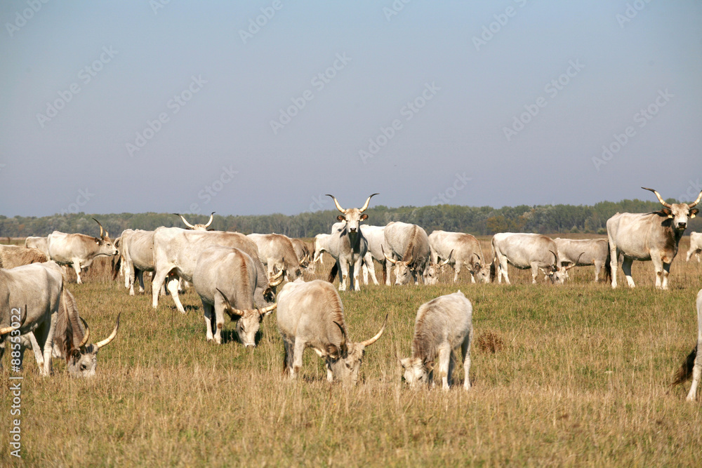 Herd of  hungarian grey steppe cattle grazing on meadow