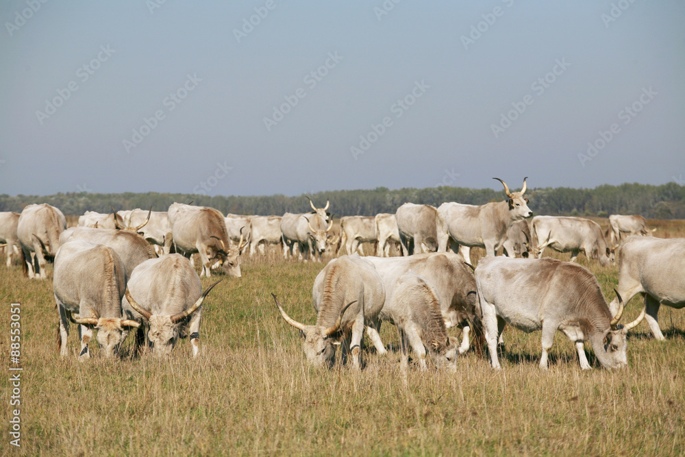 Hungarian gray cattle cows with calves grazing on pasture summertime Hungarian gray cattle cows with calves grazing on pasture summertime