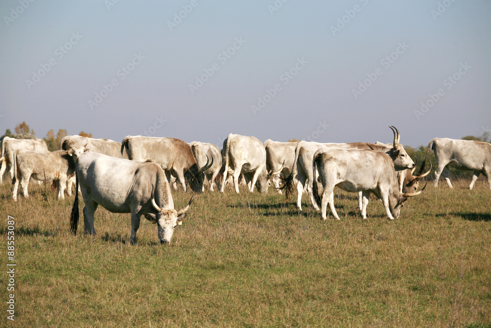 Hungarian gray cattle cows with calves grazing on pasture summer Hungarian gray cattle cows with calves grazing on pasture summer
