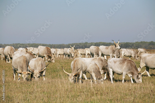 Fototapeta Naklejka Na Ścianę i Meble -  Hungarian gray cattle cows with calves grazing on pasture summertime