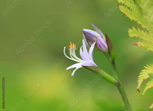 Purple bell flower