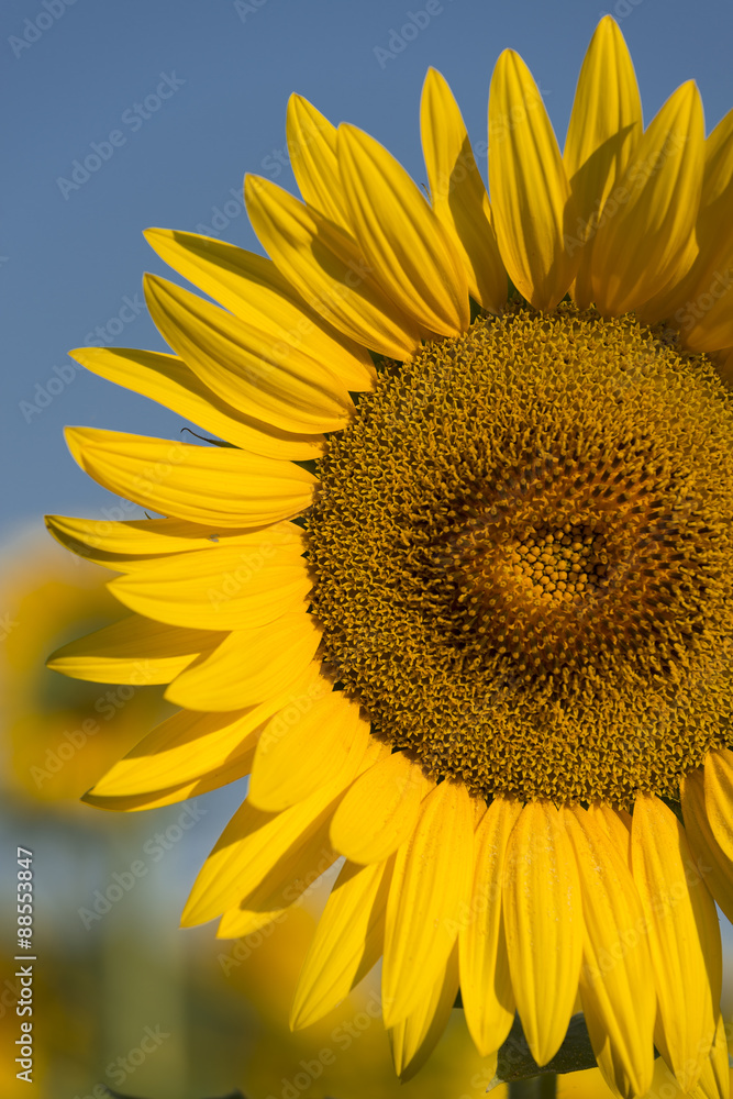 Naklejka premium Sunflower