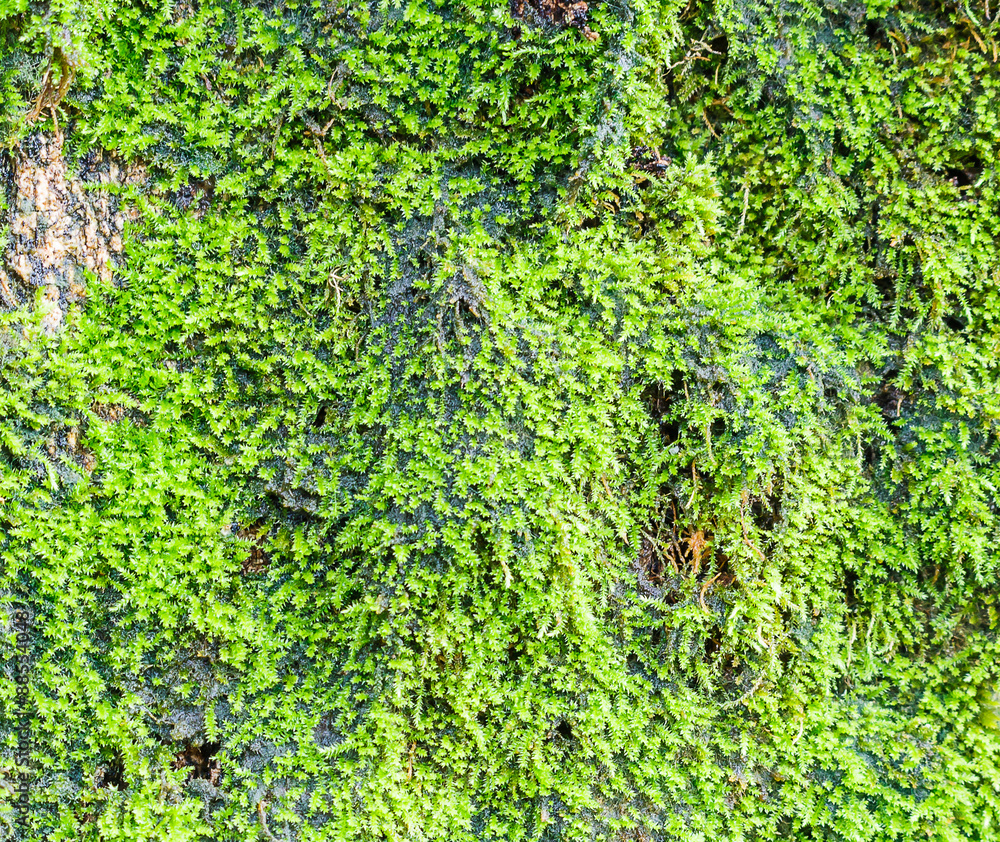 Green lichens on tree
