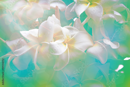 plumeria white flower full bloom background