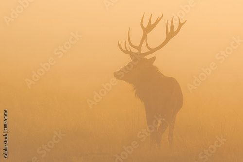 Red deer in the mist