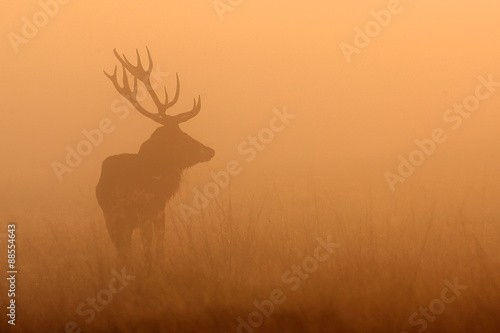 silhouetted red deer stag in the mist