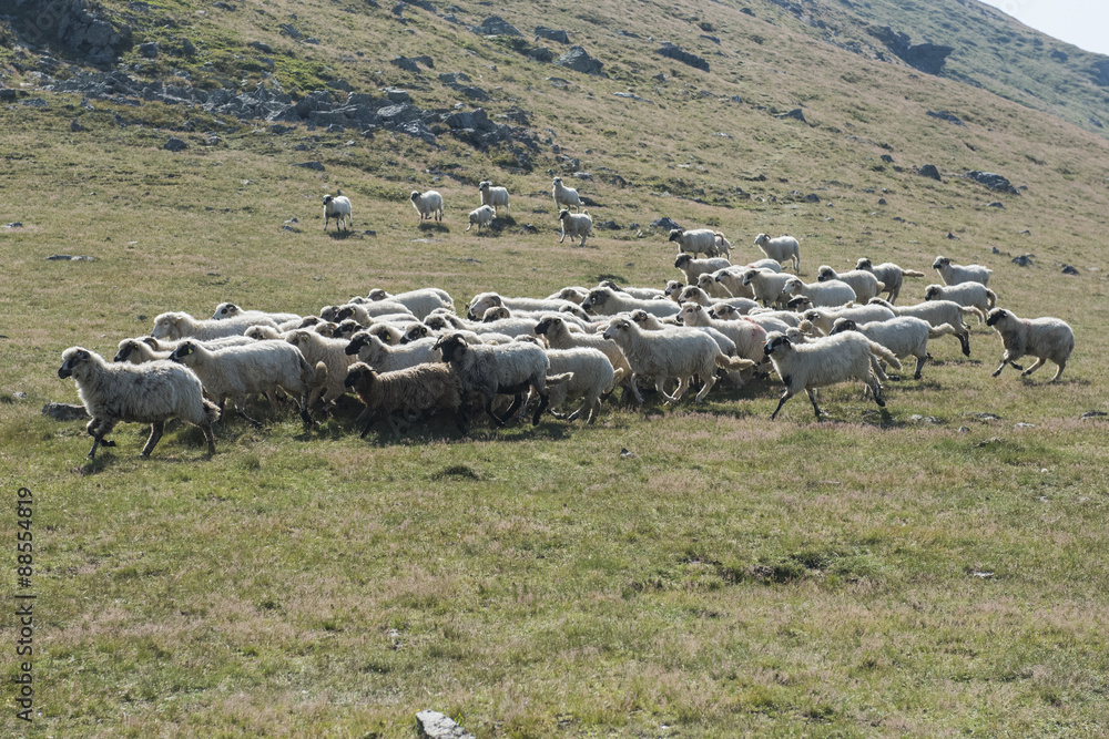 Obraz premium Sheeps grazing