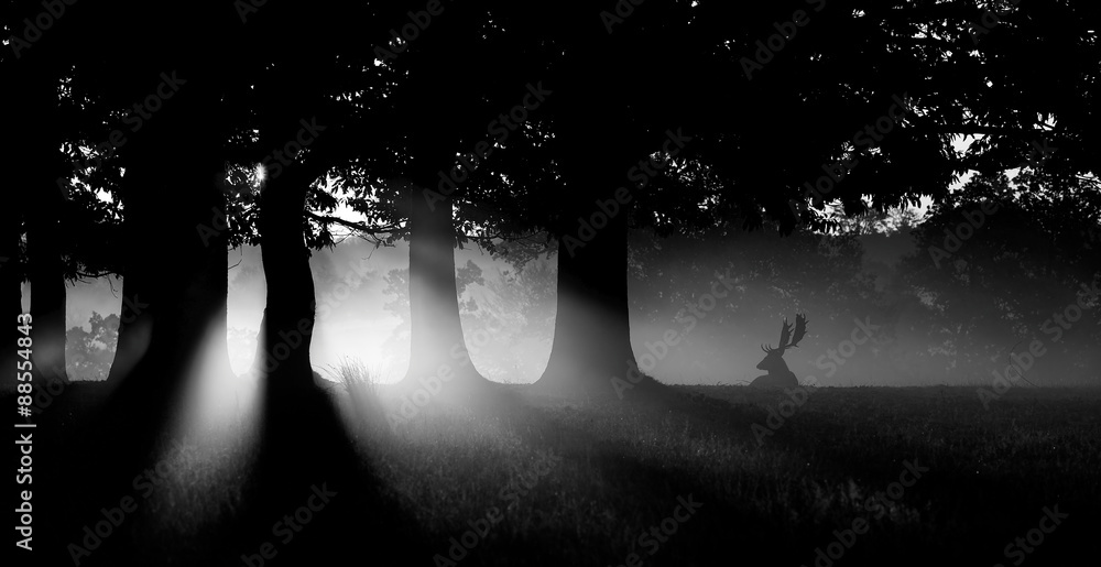 Obraz premium silhouetted fallow deer in mono