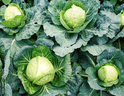 Cabbage Fotobehang