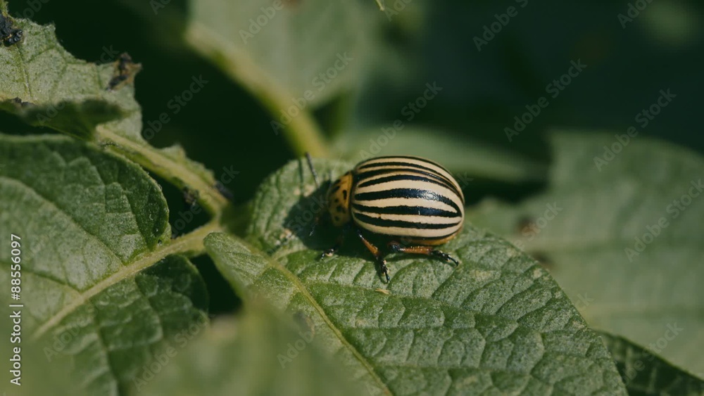 Colorado potato beetle Colorado potato beetle