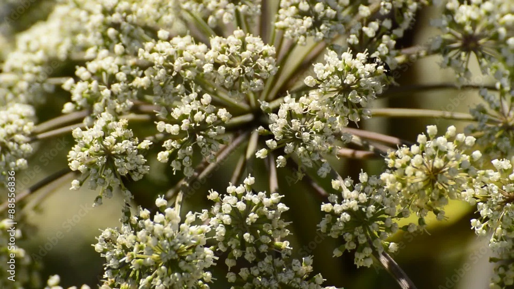Angelika,Angelika sylvestris, Wald-Engelwurz, Heikpflanze mit Blüte Angelika,Angelika sylvestris, Wald-Engelwurz, Heikpflanze mit Blüte