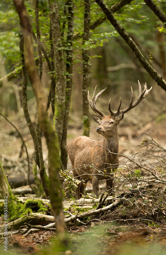 Obraz premium cerf trophée forêt chasse
