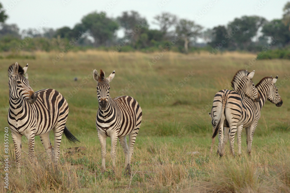 Obraz premium Plains Zebra with two heads?