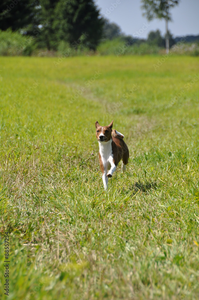 Coursing. Basenji running across the field.