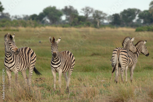Plains Zebra with two heads 