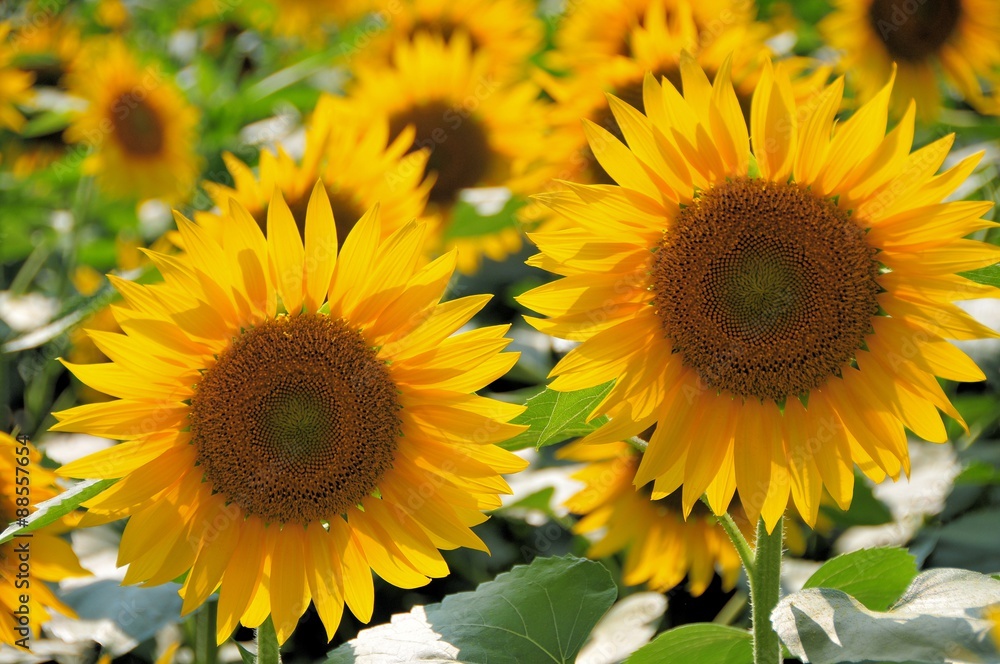 Naklejka premium 明野のひまわり