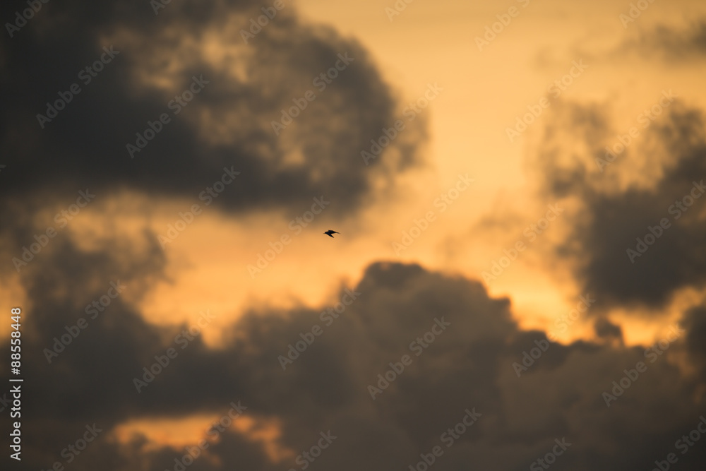Seychellen Vogel im Sonnenuntergang