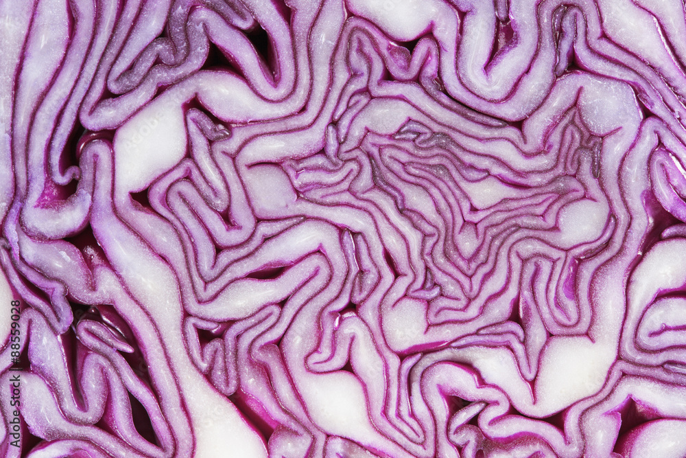 Obraz premium Red Cabbage